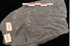 Foto (Detailansicht) von Palissya auranii Endl. (NHMW-GEO-2024-0188-10582)